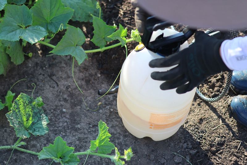 Pest Control Measures