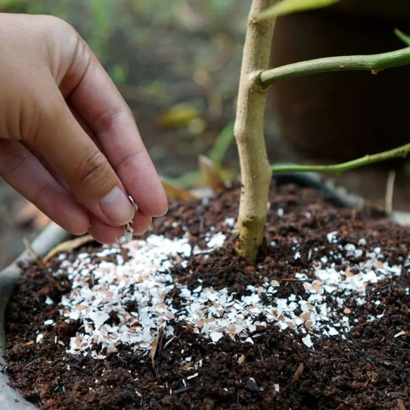 Soil Conditioner