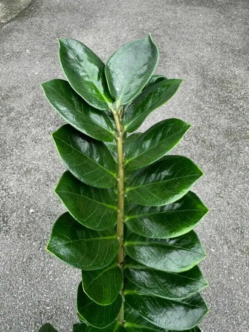 Leaf Shine Enhancer