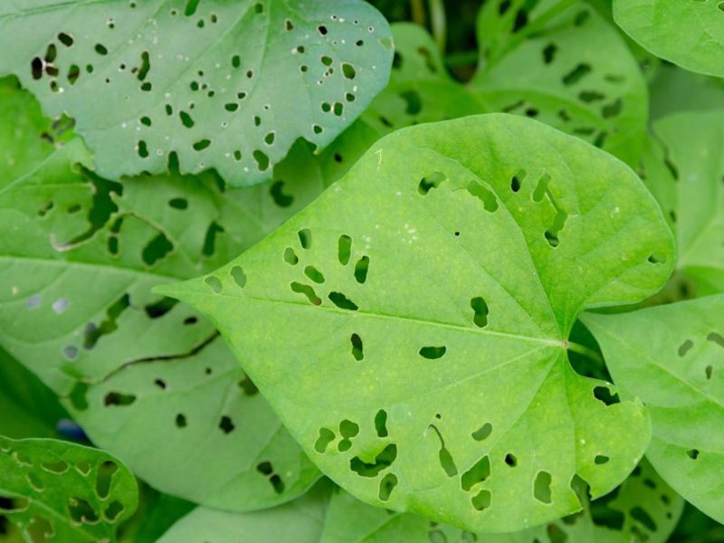 Pest Holes in Leaves