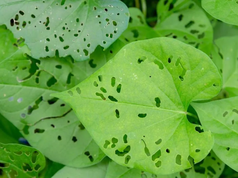 Pest Holes in Leaves
