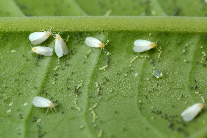 Pest Infestation