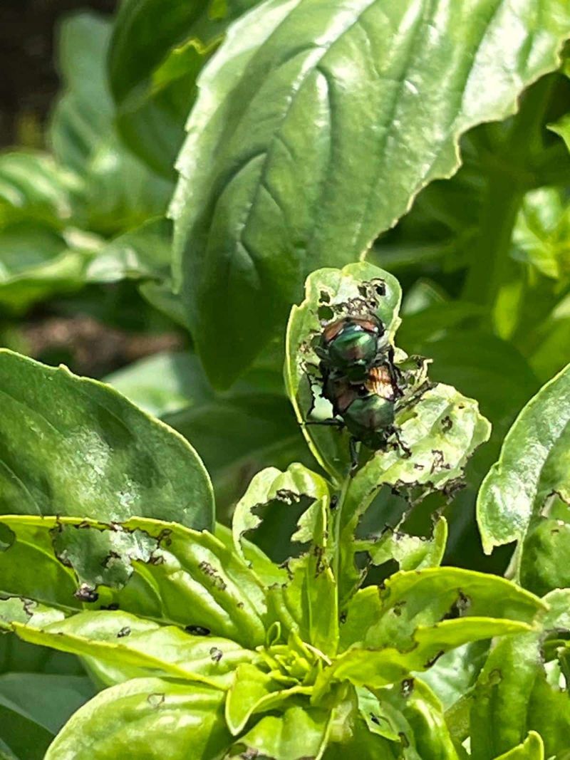 Pest Interactions
