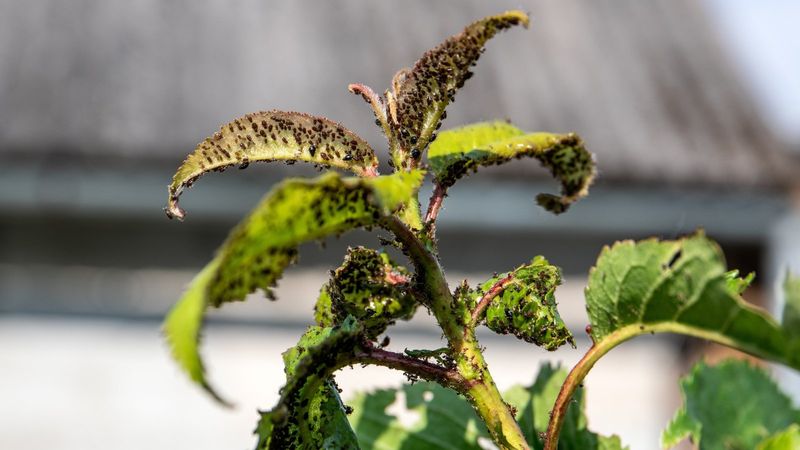 Pest Management