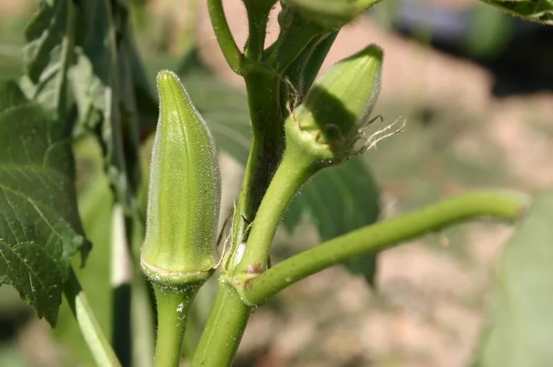 Pruning Techniques