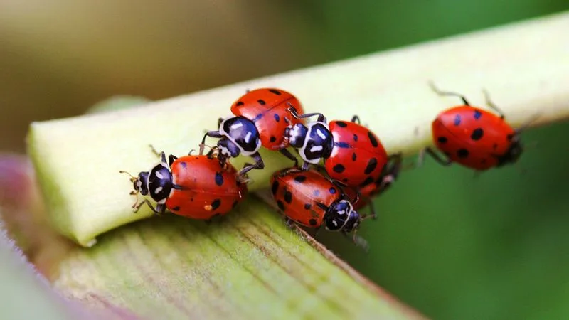 Pest Management