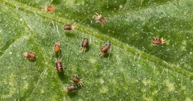 Pest Presence