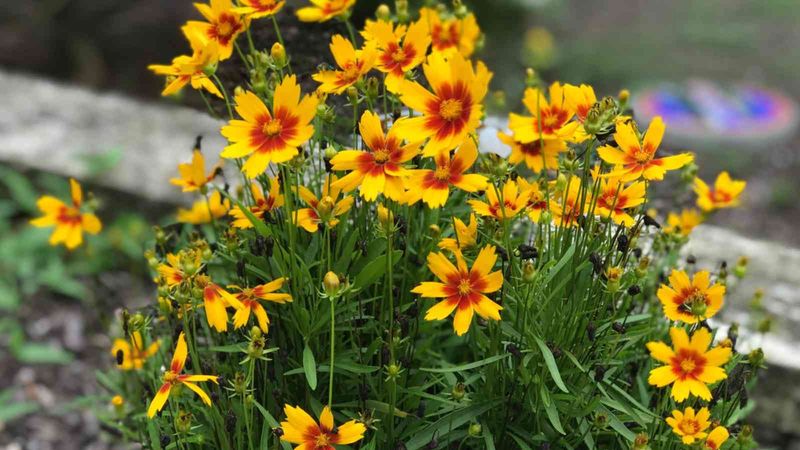 Overwintering Techniques