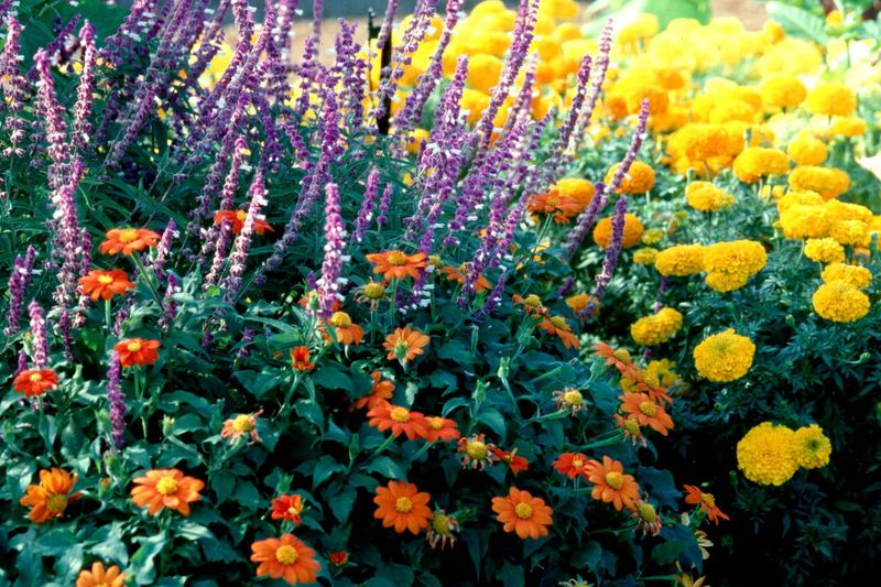 Companion Planting Benefits