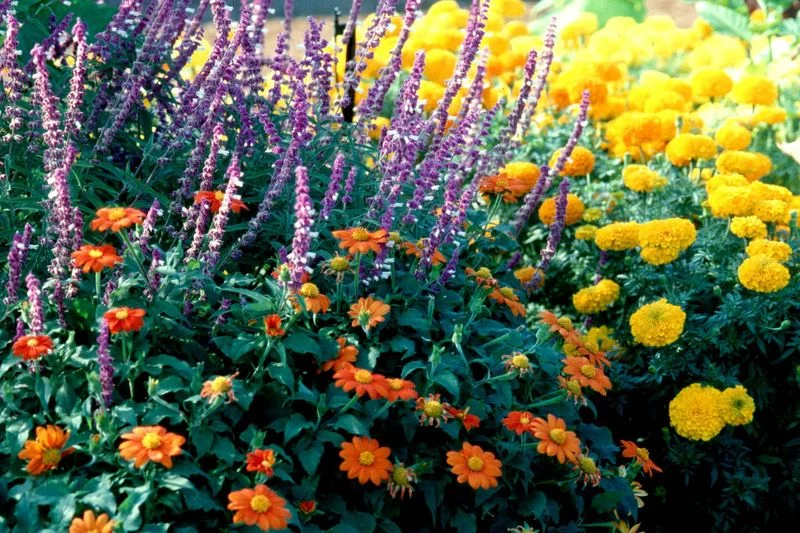Companion Planting Benefits