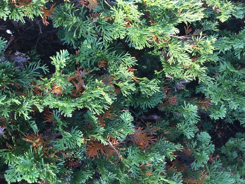 Pest and Disease Management
