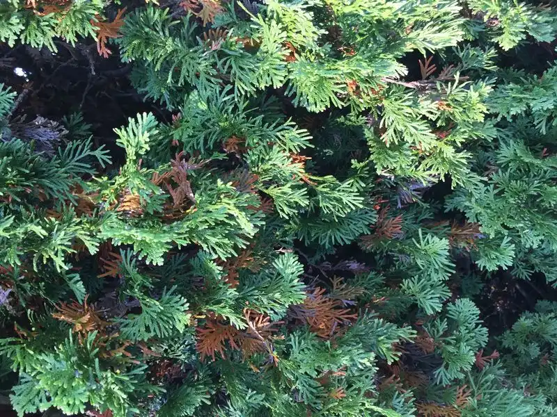 Pest and Disease Management