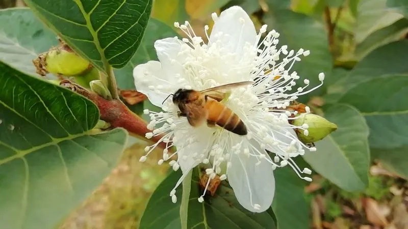 Pollination