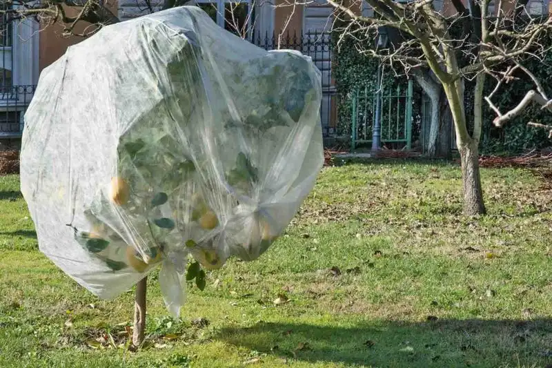 Protection from Frost