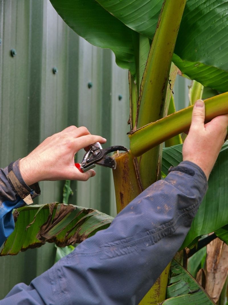 Pruning for Plant Health