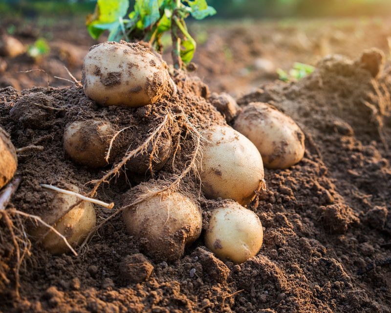 Timing the Harvest