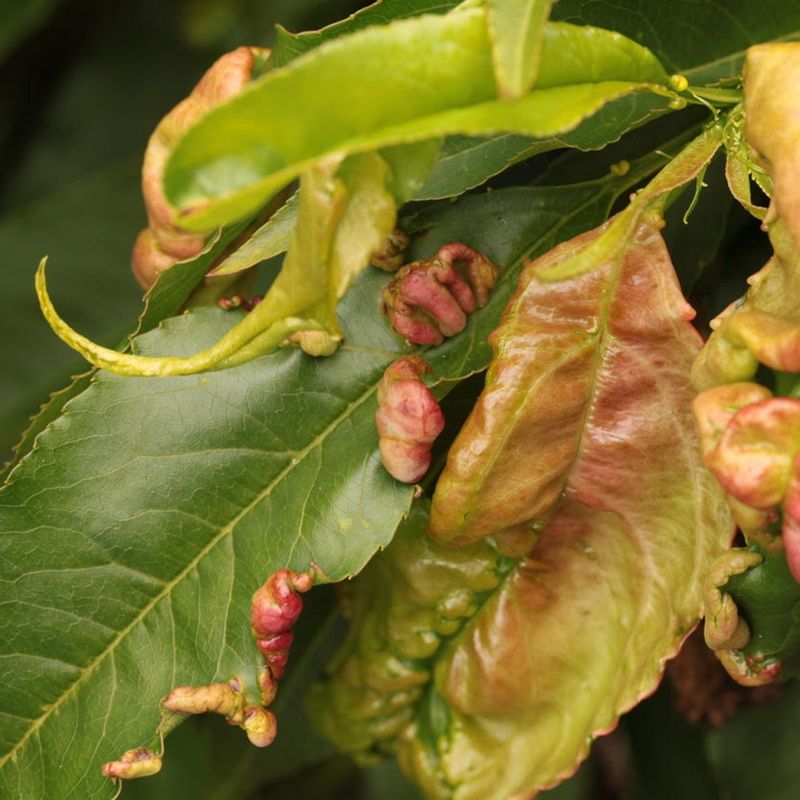 Pests and Disease