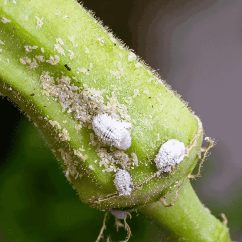 Pests and Diseases