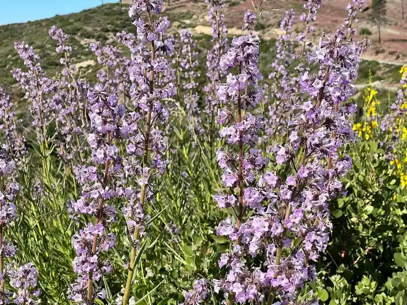 Petrichor Lavender