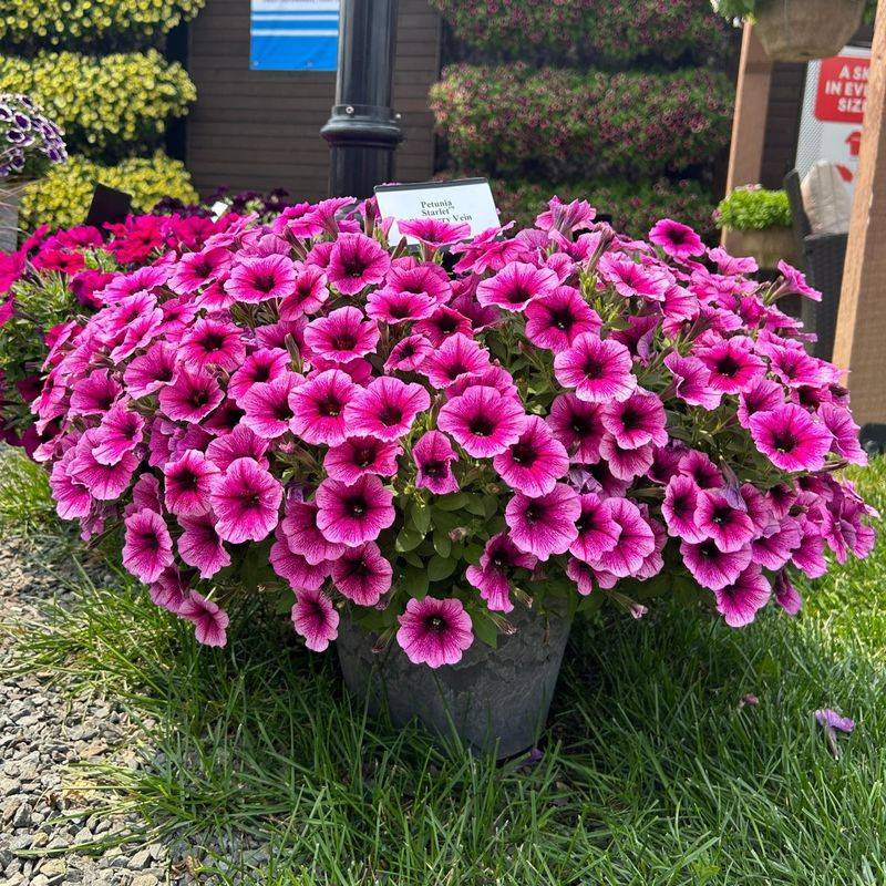 Petunia