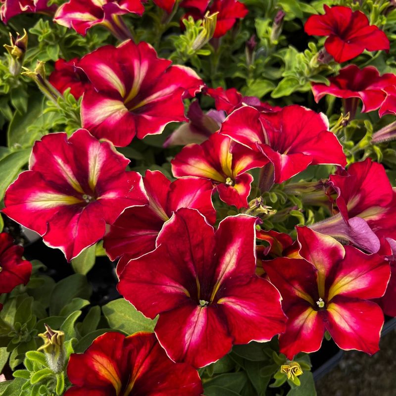 Petunia