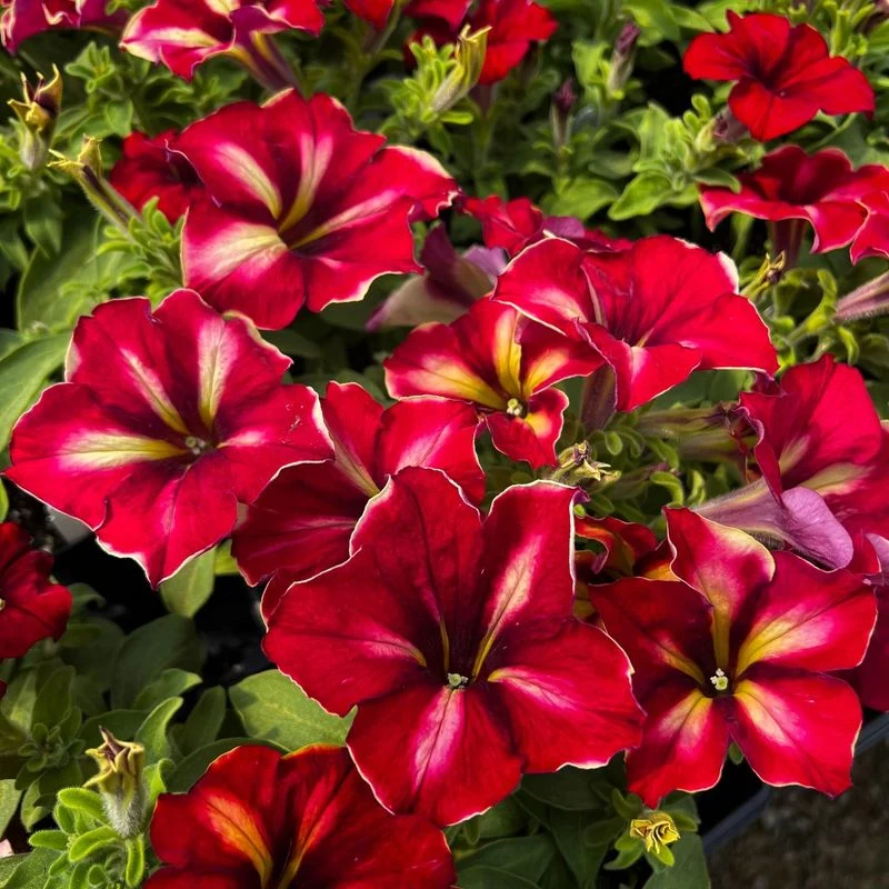 Petunia