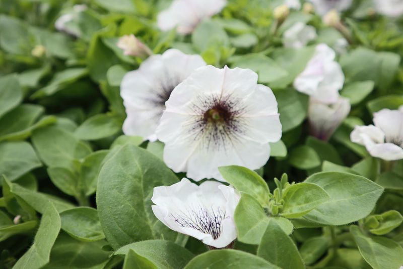 Petunia