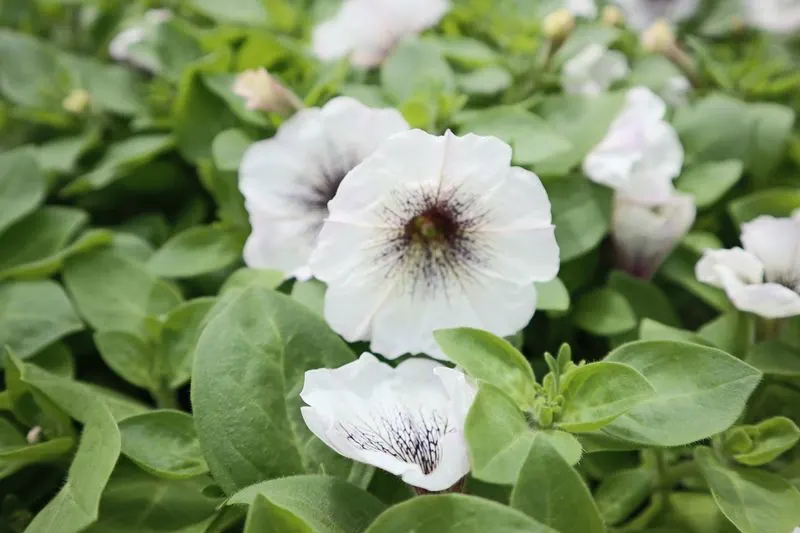 Petunia