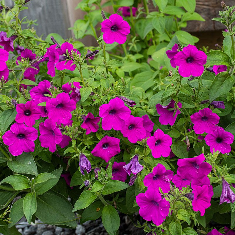 Petunia