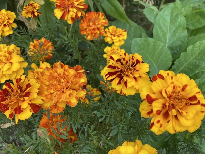 Marigold