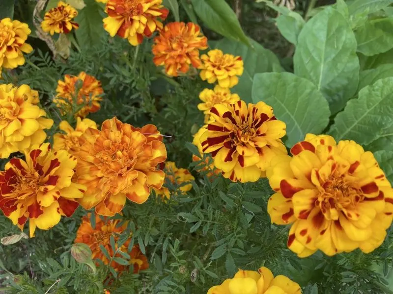 Marigold