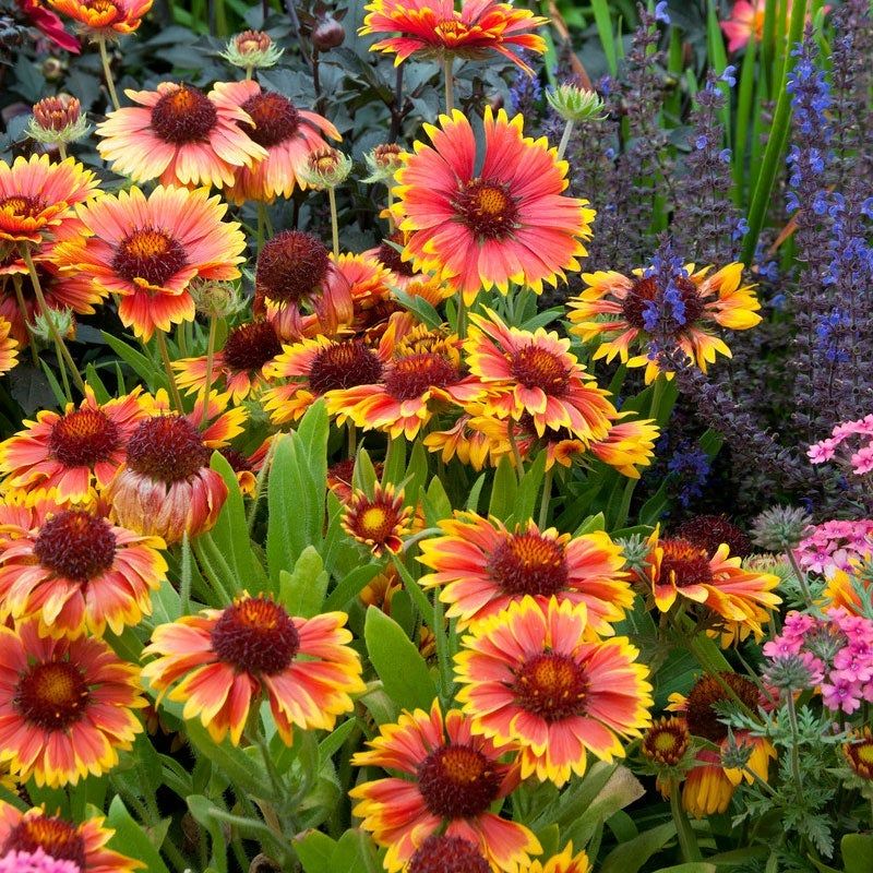 Gaillardia