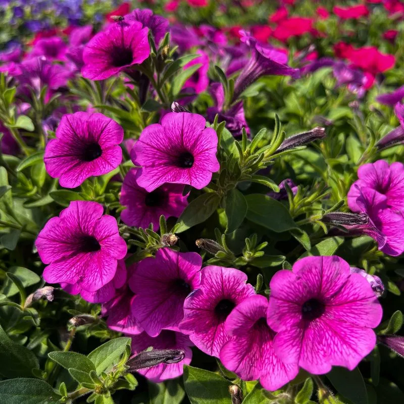 Petunia