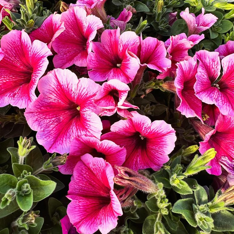 Petunia