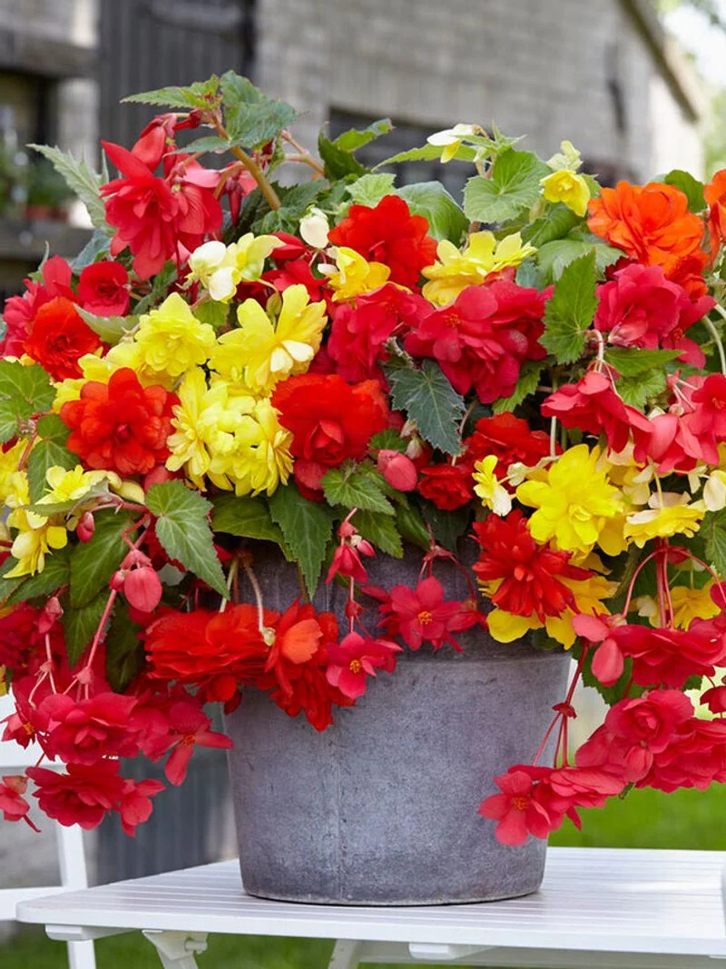 Begonias