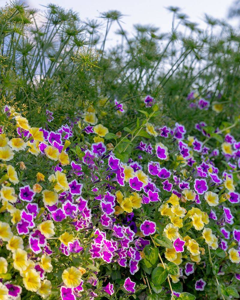 Petunias