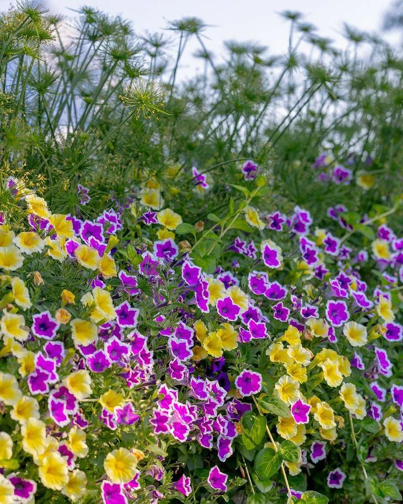 Petunias
