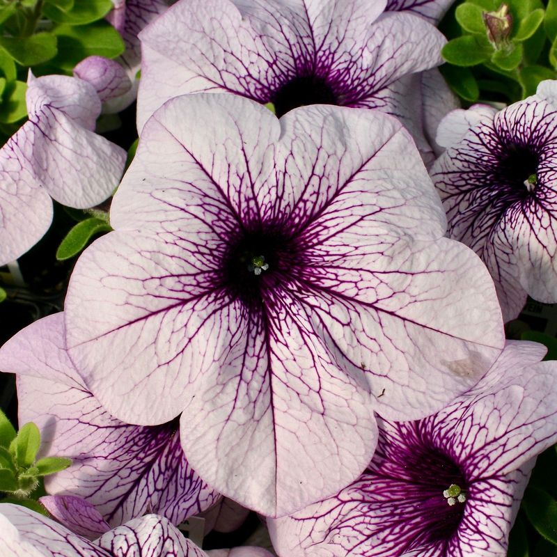 Petunias