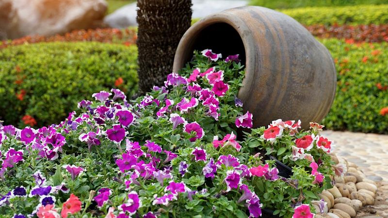 Petunias
