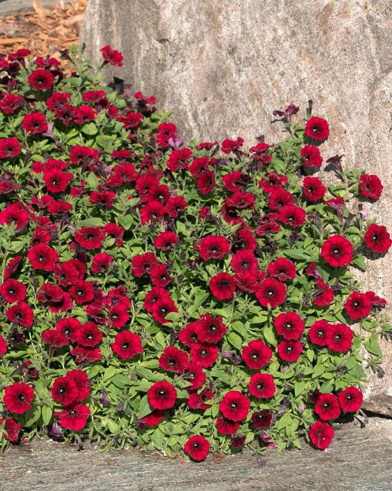 Petunias