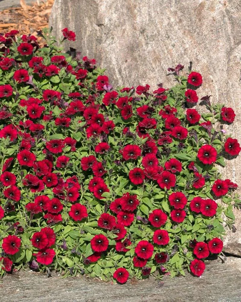 Petunias