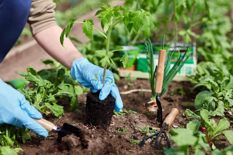 Phenology Observations