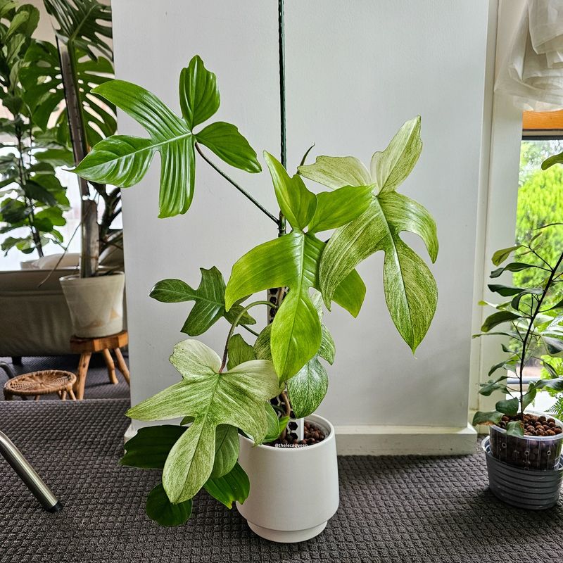 Philodendron