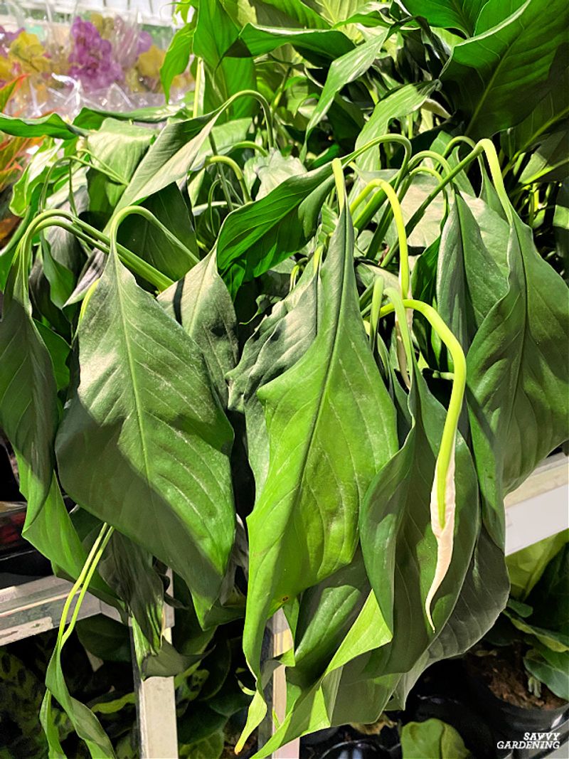 Peace Lily