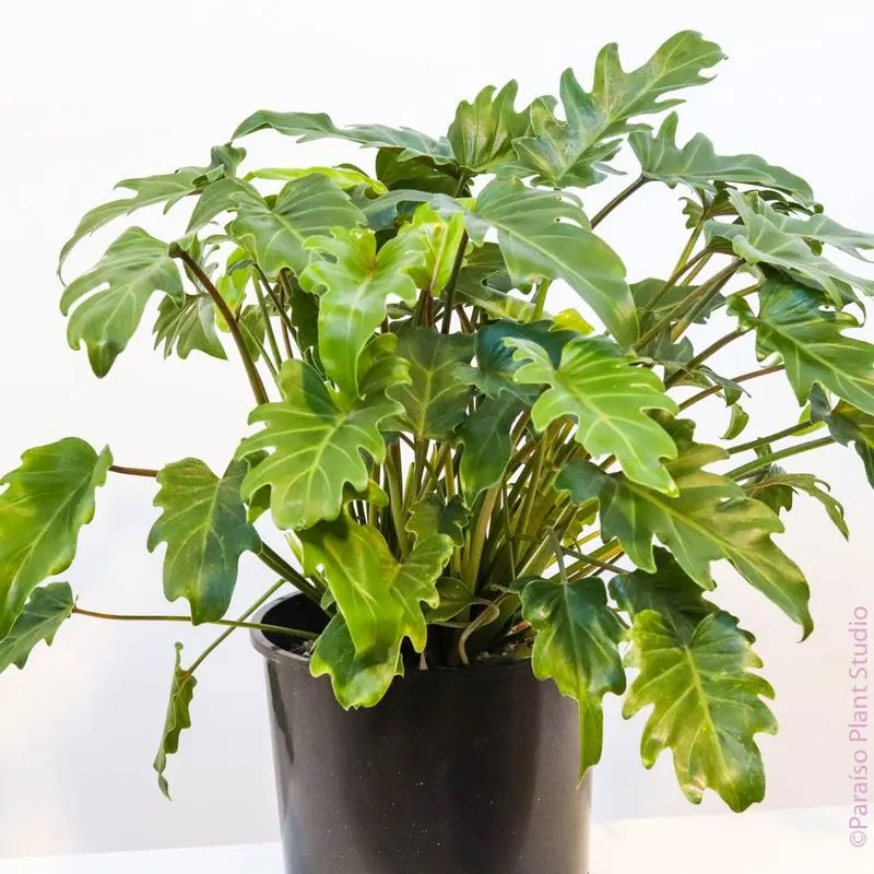 Philodendron
