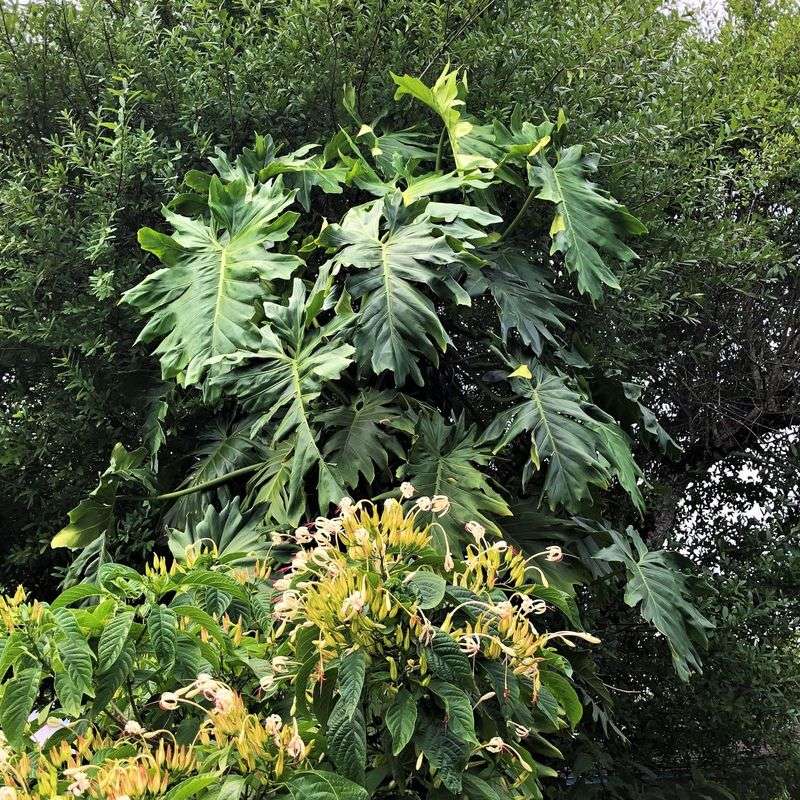 Philodendron's Adaptability