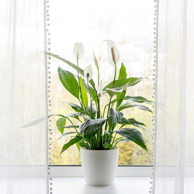 Peace Lily