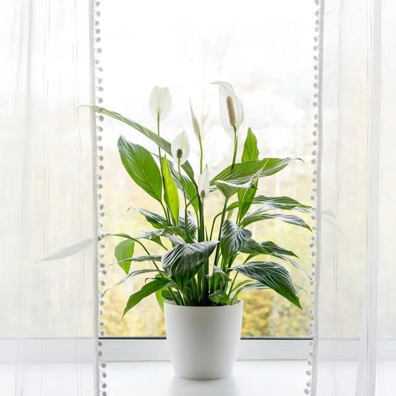 Peace Lily