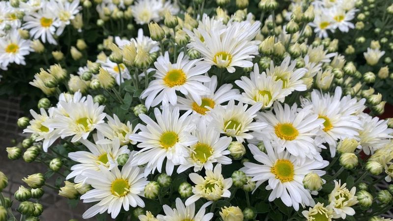 Chamomile