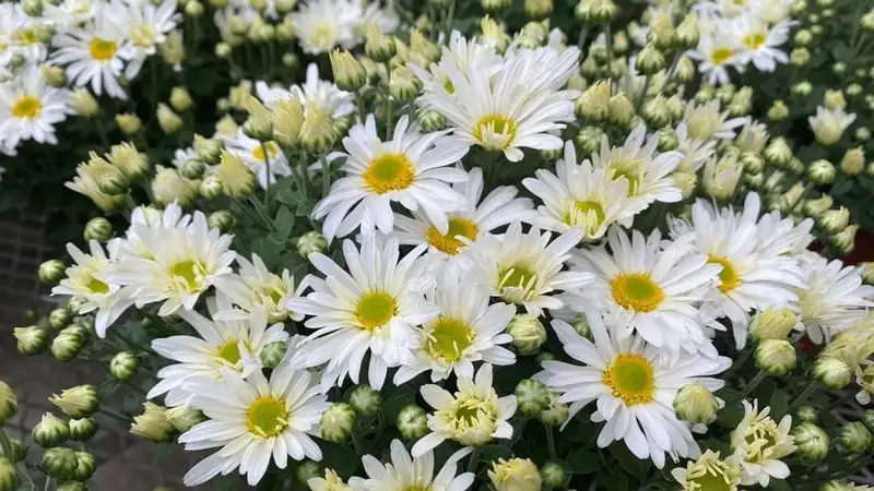 Chamomile